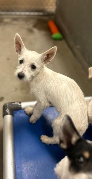 Moose, Terrier Mix, puppy, available for adoption