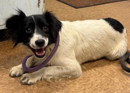 Calvin, Terrier Mix, adult, available for adoption
