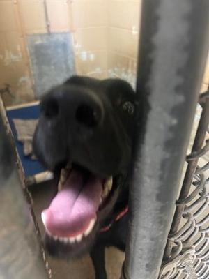 Berry, Labrador Retriever Mix, young, available for adoption