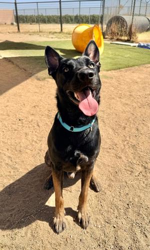 Luther, German Shepherd Dog Mix, adult, available for adoption