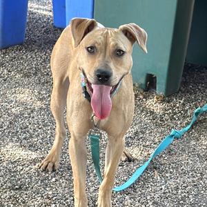 Phoenix, Mixed Breed (Medium), adult, available for adoption