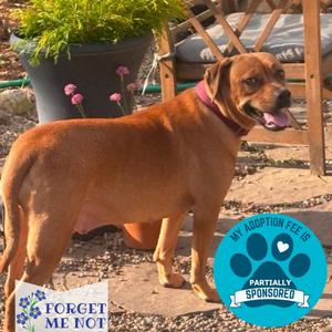 Isles, Mixed Breed (Medium), adult, available for adoption