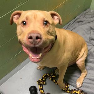 Mr., Mixed Breed (Large), senior, available for adoption