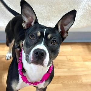 Sushi Roll, Mixed Breed (Medium), adult, available for adoption