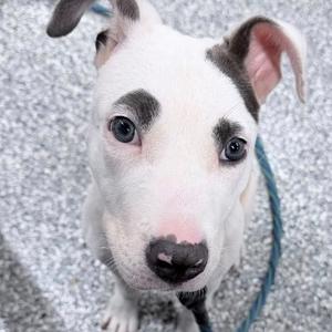 A close-up of a white puppy with black patches around its eyes and ears, looking up at the camera.