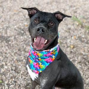 Shadow, Mixed Breed (Medium), adult, available for adoption