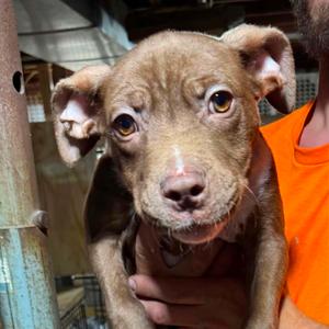 Sam, Mixed Breed (Medium), puppy, available for adoption