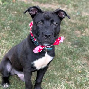 A black dog with a white chest and a red polka-dotted bandana sitting on grass.