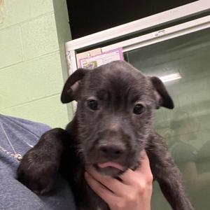 Crue, Mixed Breed (Medium), puppy, available for adoption