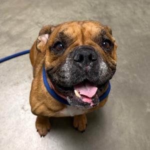 Dottie, Mixed Breed (Medium), senior, available for adoption