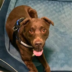 Chip, Mixed Breed (Large), senior, available for adoption