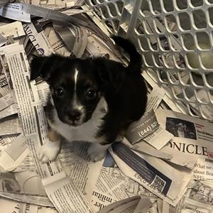 Hustle, Mixed Breed (Small), puppy, available for adoption