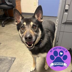 Junior, Mixed Breed (Medium), senior, available for adoption