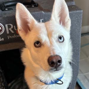 Baby Moon, Mixed Breed (Medium), adult, available for adoption
