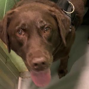a brown dog with its tongue out