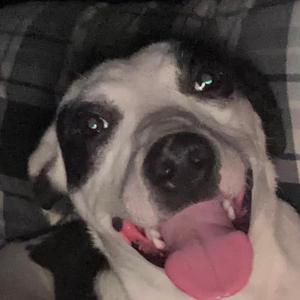 Firefly, Mixed Breed (Medium), adult, available for adoption