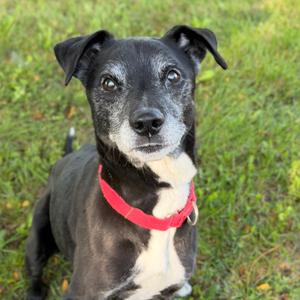 Jake From State Farm, Mixed Breed (Medium), senior, available for adoption