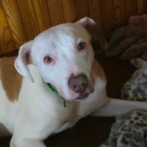 Hazel, Mixed Breed (Medium), senior, available for adoption