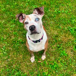 Linus, Mixed Breed (Medium), senior, available for adoption