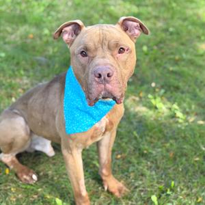 a brown dog wearing a blue bandana