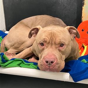 Canelo, Mixed Breed (Large), senior, available for adoption