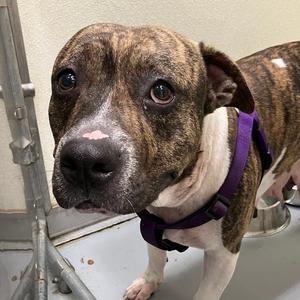 Beatrice, Mixed Breed (Medium), adult, available for adoption