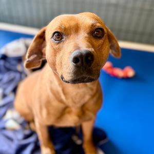 Rizzoli, Mixed Breed (Medium), adult, available for adoption