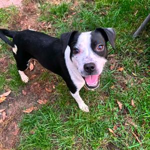 Houndstooth, Mixed Breed (Medium), adult, available for adoption