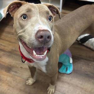 A brown dog with a red collar is standing on a wooden floor, looking up with its mouth open and tongue out.