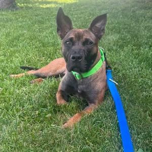 A brown and black dog with pointed ears and a green collar is lying on a grassy lawn. The dog is wearing a blue leash.