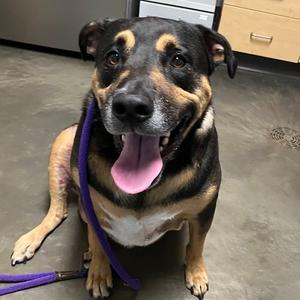 Simba, Mixed Breed (Large), adult, available for adoption