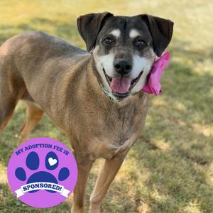 A brown and black dog with a pink bow on its head, standing on grass.