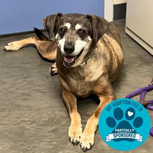 Daisy, Mixed Breed (Large), senior, available for adoption