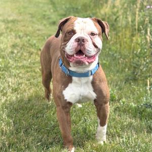 A brown and white bulldog standing on grass wearing a blue collar.