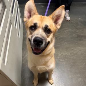 Duck Duck Goose, Mixed Breed (Large), adult, available for adoption