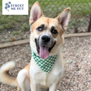 A happy dog with a green and white checkered bandana, sitting on a gravel path with a blurred background of greenery.