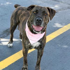 A brindle dog with a pink bandana standing on a road