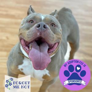 A happy gray and white pit bull-type dog with its tongue hanging out, with a 'Forget Me Not' logo and a purple 'My Adoption Fee Is Sponsored' badge.