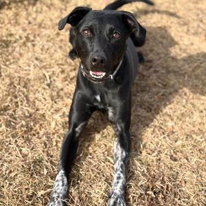 Chance, Mixed Breed (Medium), adult, available for adoption
