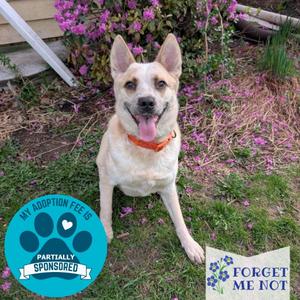 Sans, Mixed Breed (Medium), adult, available for adoption