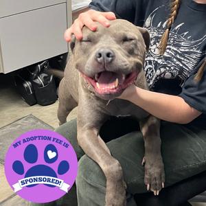 Poe, Mixed Breed (Large), adult, available for adoption