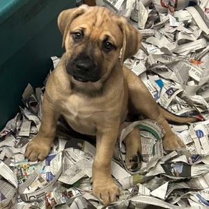 Maximus, Mixed Breed (Medium), puppy, available for adoption
