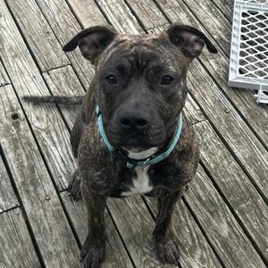 A brindle-colored dog with a blue collar sitting on a wooden deck.
