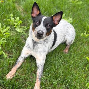Bravo, Mixed Breed (Medium), adult, available for adoption