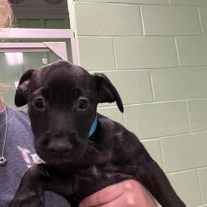 Chloe, Mixed Breed (Medium), puppy, available for adoption