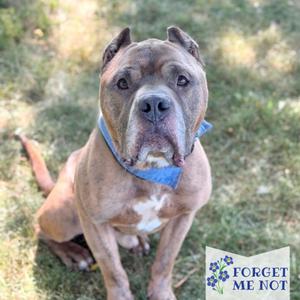 A brown dog with a blue bandana sitting on grass.