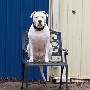 Remington, Mixed Breed (Large), adult, available for adoption
