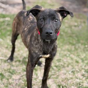 A brindle-colored dog with a red collar stands on grass.