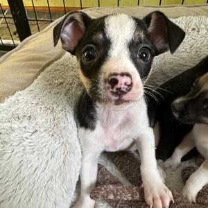 Blake, Mixed Breed (Small), puppy, available for adoption