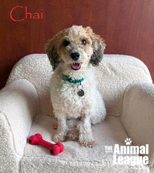 Chai, Miniature Poodle / Dachshund, adult, available for adoption